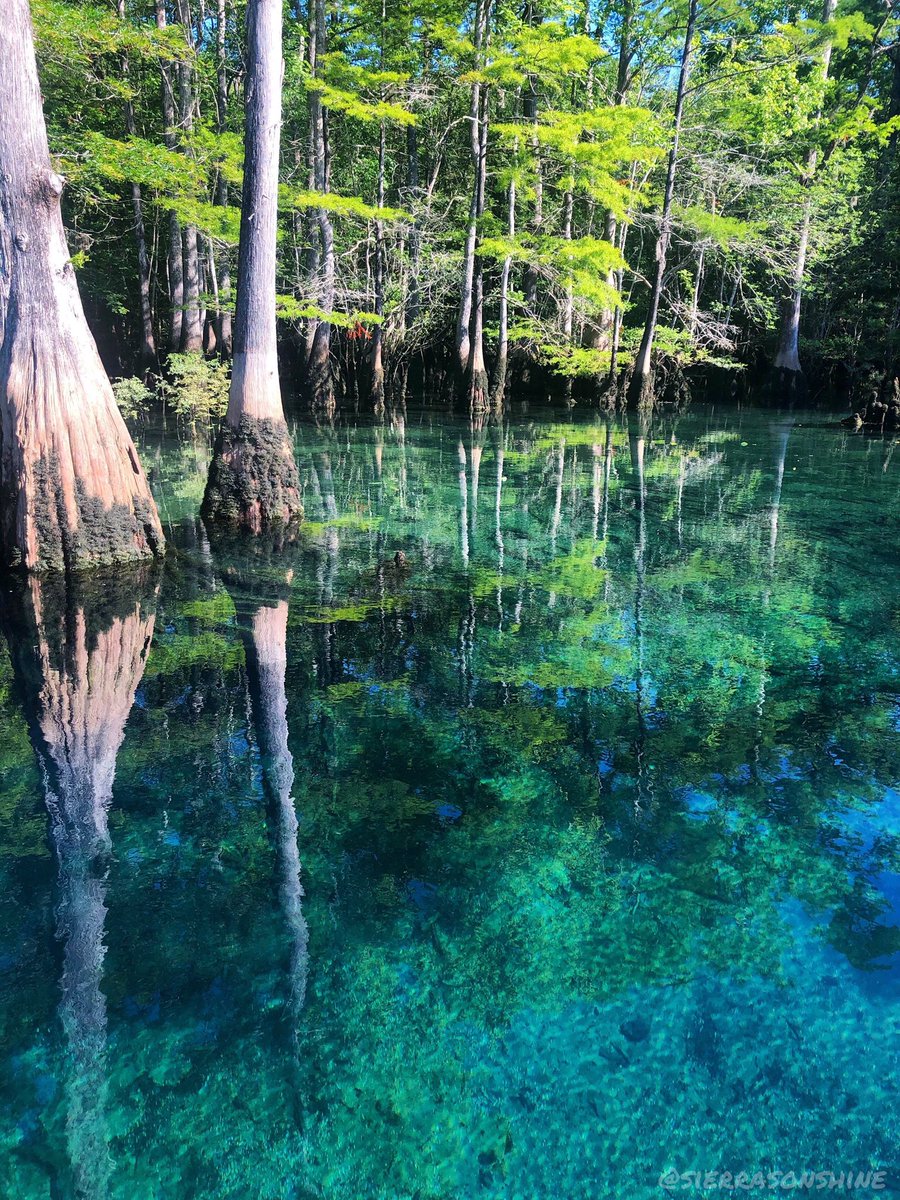 SierraRSons's tweet photo. went to the Springs for an early morning dive 🧜🏼‍♀️ 
📸@SierraRSons https://t.co/WgcpViyuMl