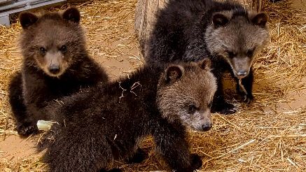 calgaryzoo's tweet photo. 3 wild orphaned grizzly cubs joined our family until a forever home can be found. Lifesaving work requires strong partnerships. Thanks Alberta Fish & Wildlife for advocating for the cubs! Without human intervention they surely would have died. #threelittlebears #yyczoo @AB_Enviro https://t.co/V4yILdEb15