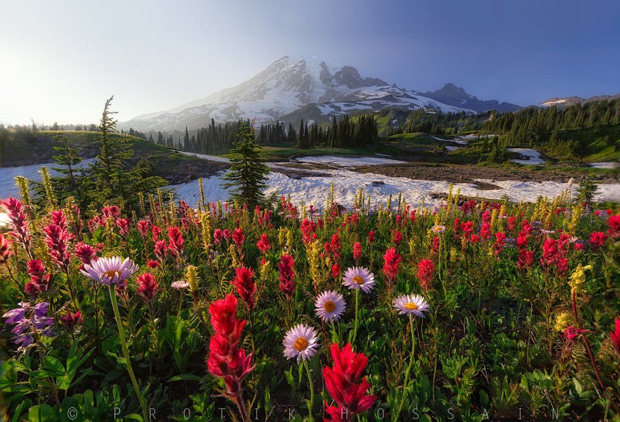 Iohlita's tweet photo. Mount Rainier, Washington https://t.co/s09G6eFs3l