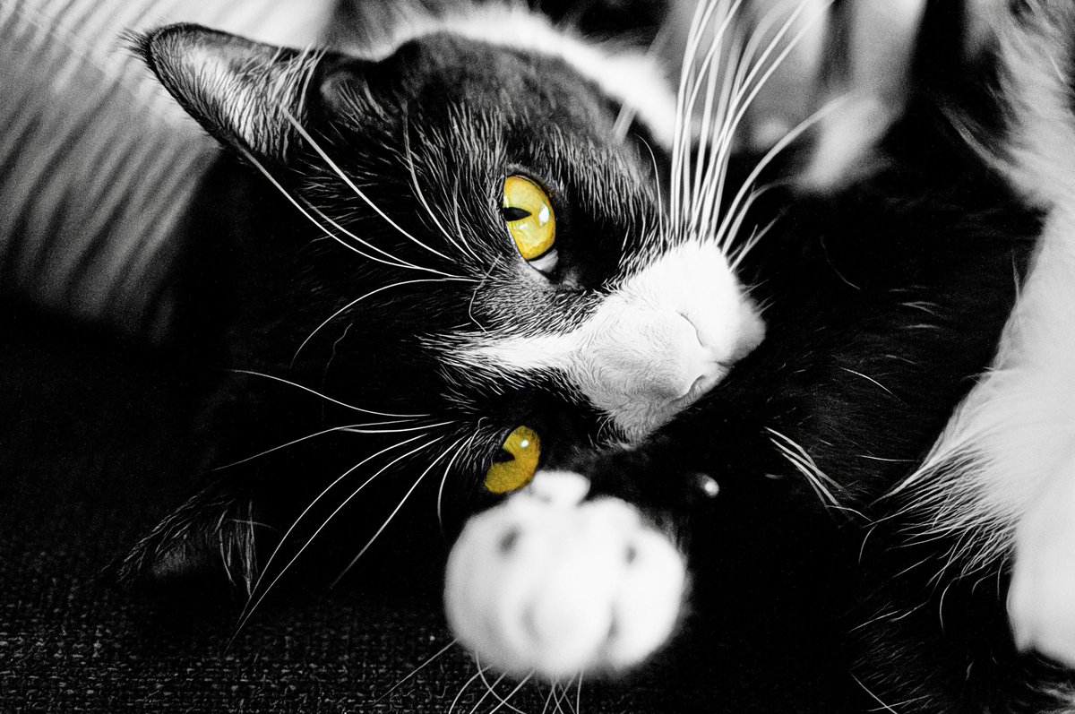 TheDangerKatt's tweet photo. A few of my entries for @Sigma_Photo’s #SigmaShotAtHome thus far...more to come!
#photography #fenderguitars #cats #catlife #guitar #love #cat #nikon #strat #catslover #nature #fender #photooftheday #catlover #catworld #telecaster #sigma #photo #pictureoftheday https://t.co/gCUdgwP0ex