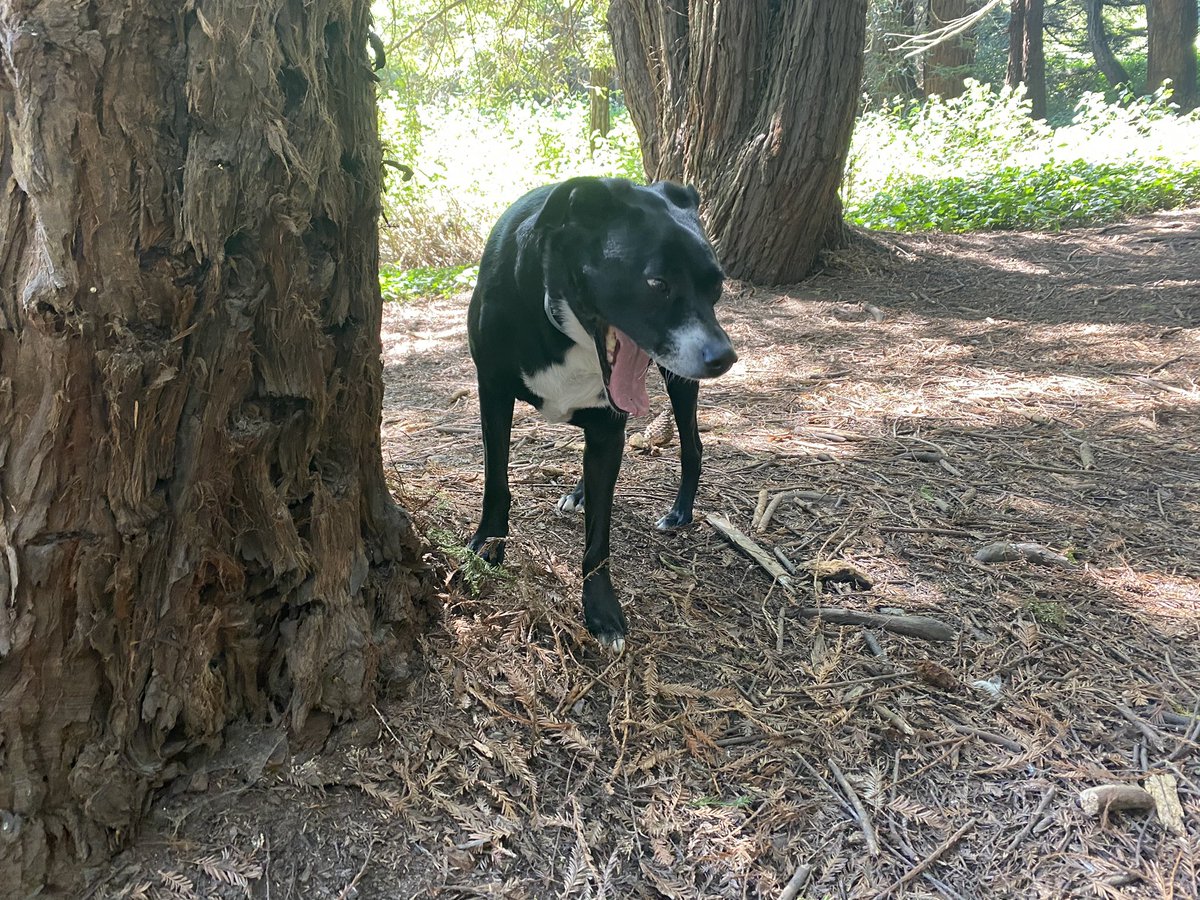 MenagerieMiller's tweet photo. I scream, you scream, what’s Meeko screaming for? Wrong answers only #MrMeseeks #rescuedog #MillersMenagerie https://t.co/8UuFhsw8Lo