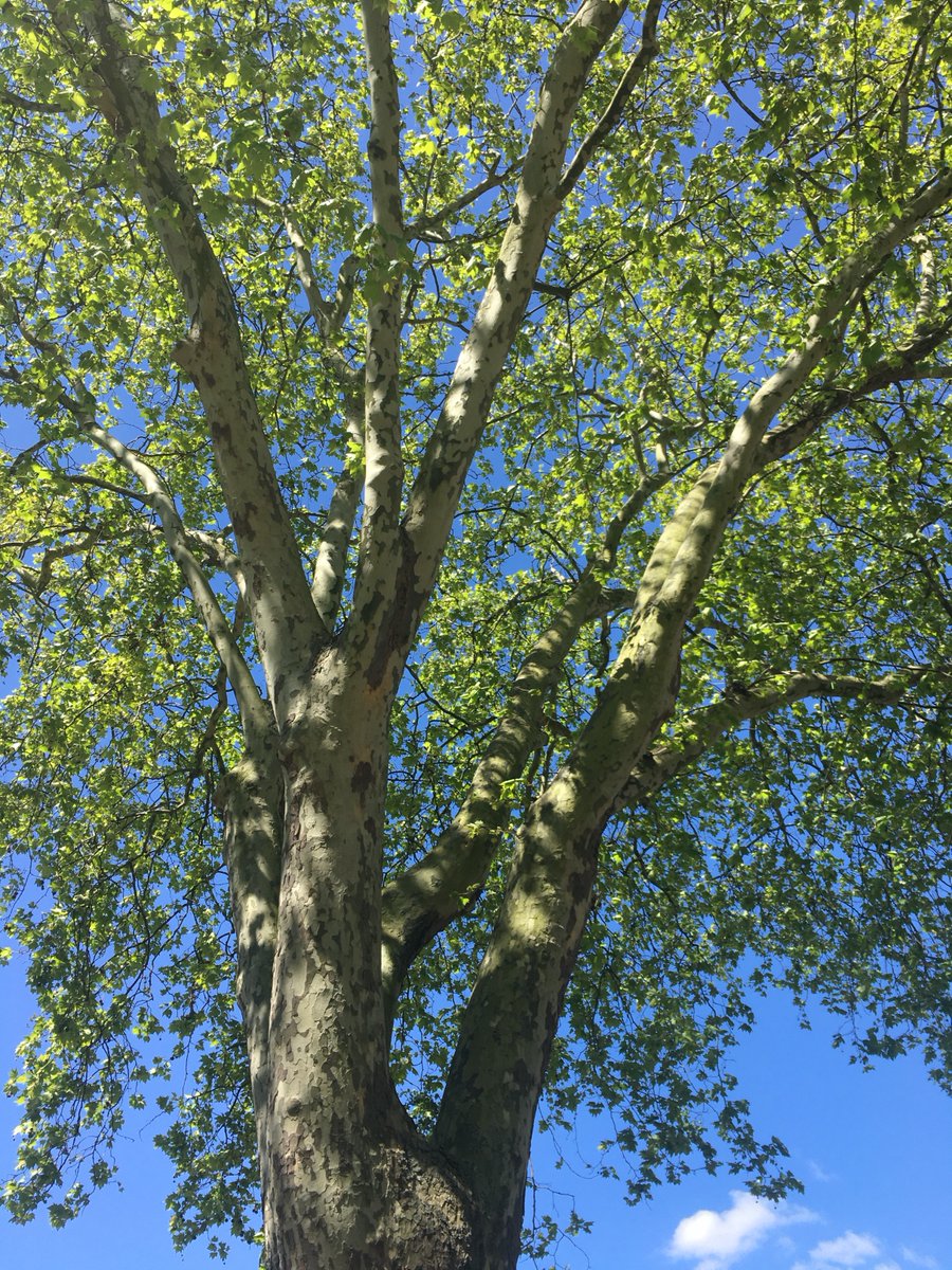 peterbuckingham's tweet image. Our petition has been signed  by almost 2,000 people to save the @happymantree  #londontrees #StandfortheTrees change.org/savethehappyma… @BerkeleyGroupUK @jonburkeUK  please help us get to 2,500