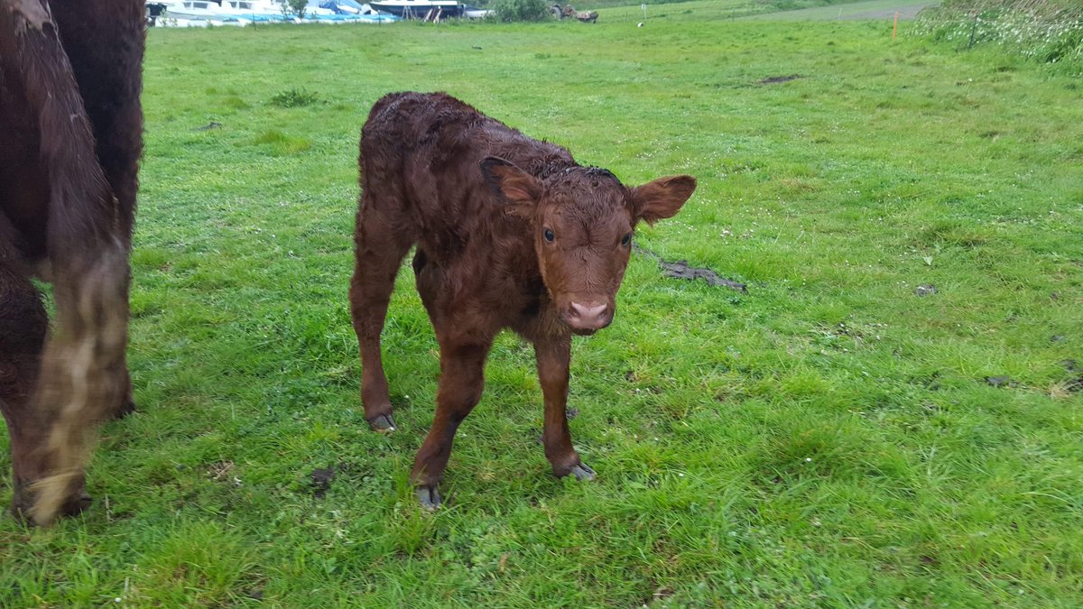 And another!! This is Lucky, born last night, well done to Daisy the mum and of course Nelson the Dad!. 😊