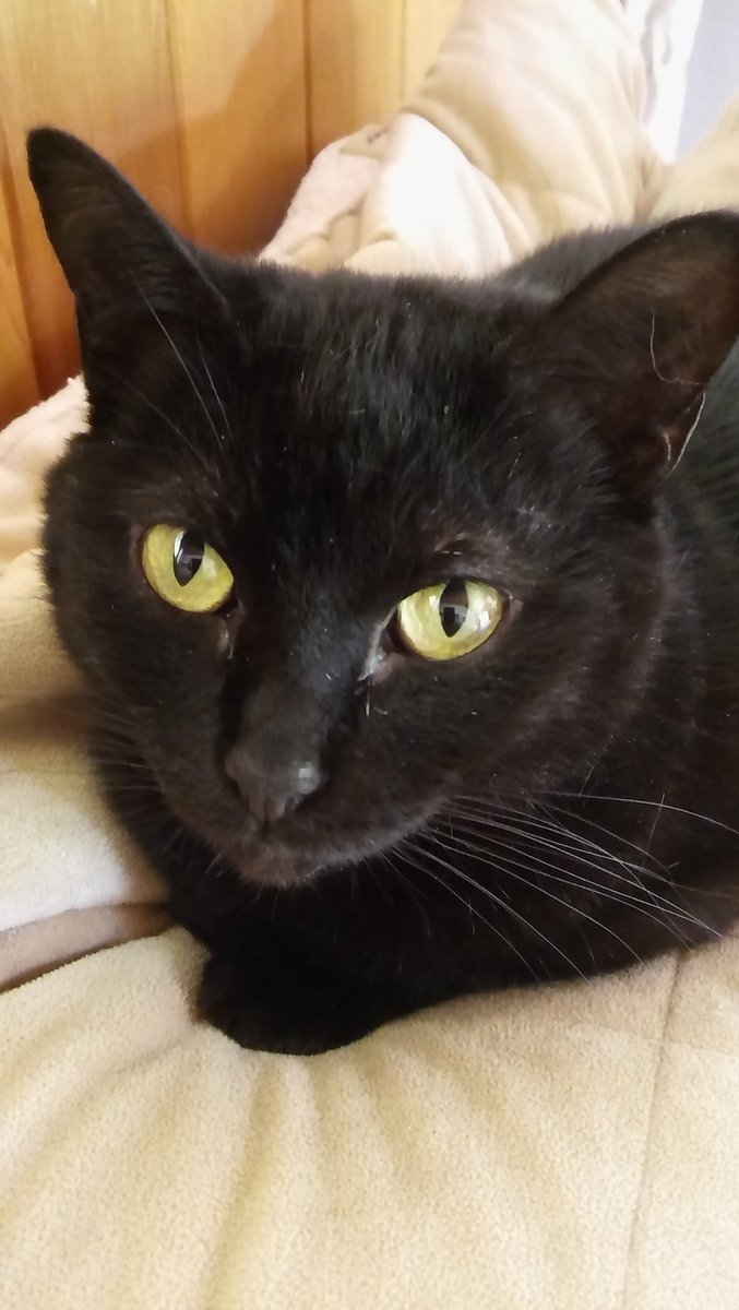 kmac242's tweet photo. @mgoblu9 @ADOPTPetShelter Hi Inky, meet Inky https://t.co/D2v4A8E5Li