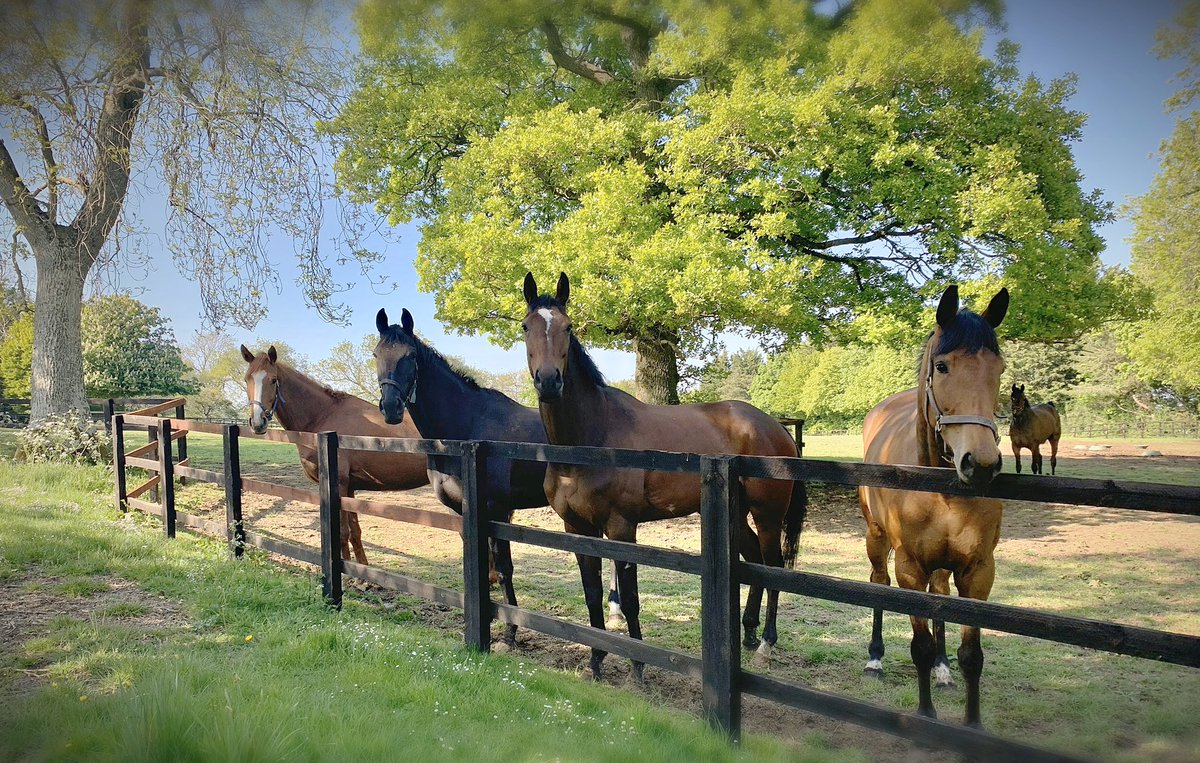 Jumping fillies enjoying the sunny, warm evenings #everythingisgreen #happygirls #beingnosey #perfectholiday 🌱🐎