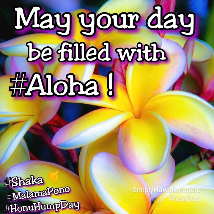 SimplyHawaiian's tweet photo. Happy Honu Hump day Simply Hawaiian Ohana! May your day be filles with #Aloha ! 
#StayBlessed #StayHealthy #StayAloha
https://t.co/1HajKVdK3c https://t.co/SqicKDEW2k