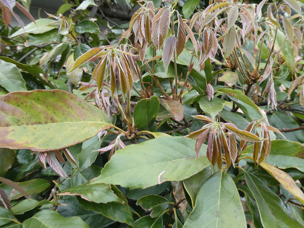 伊那谷から 立夏 常緑広葉樹アラカシ の新梢が伸び 雄花 雌花が発達 雄花が垂れる 路面には古い葉がパラパラと落下 立夏の頃に 新梢の伸長 新葉の展開 古葉の落下が同時に進行する アラカシの 花 T Co C0iisairhb 立夏 伊那 アラカシ