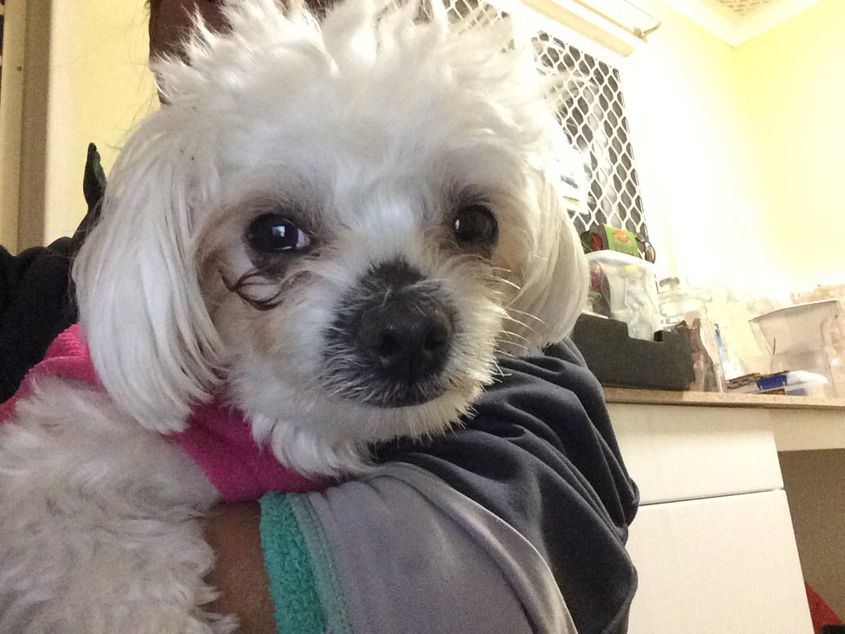 leftbrainworks's tweet image. This little girl 🐶 wants to go to sleep.
(Kitchen under renovation in the background)🧐🤪