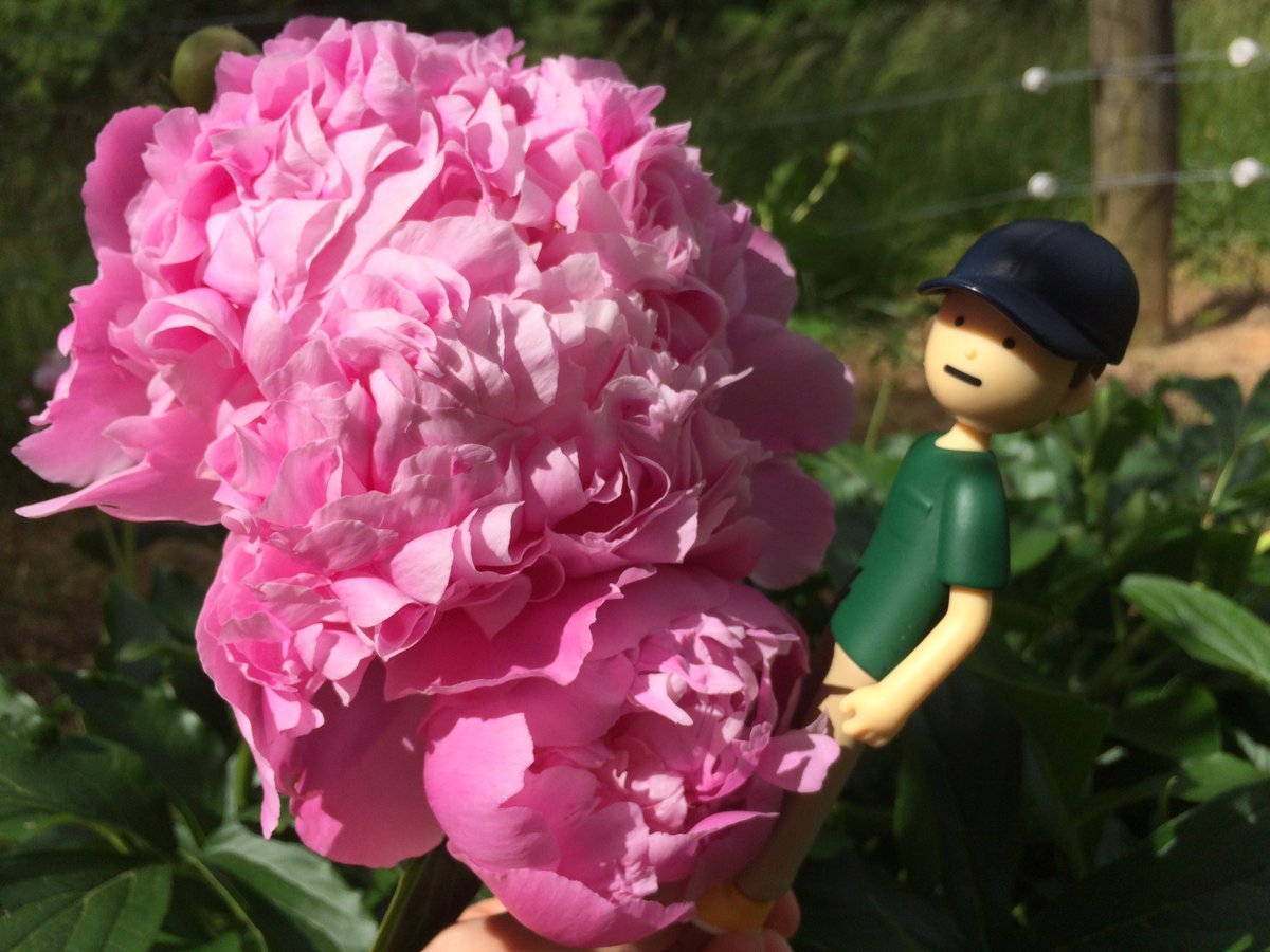 Not a tiny flower - this peony is massive! It looks like a huge mound of cotton candy.