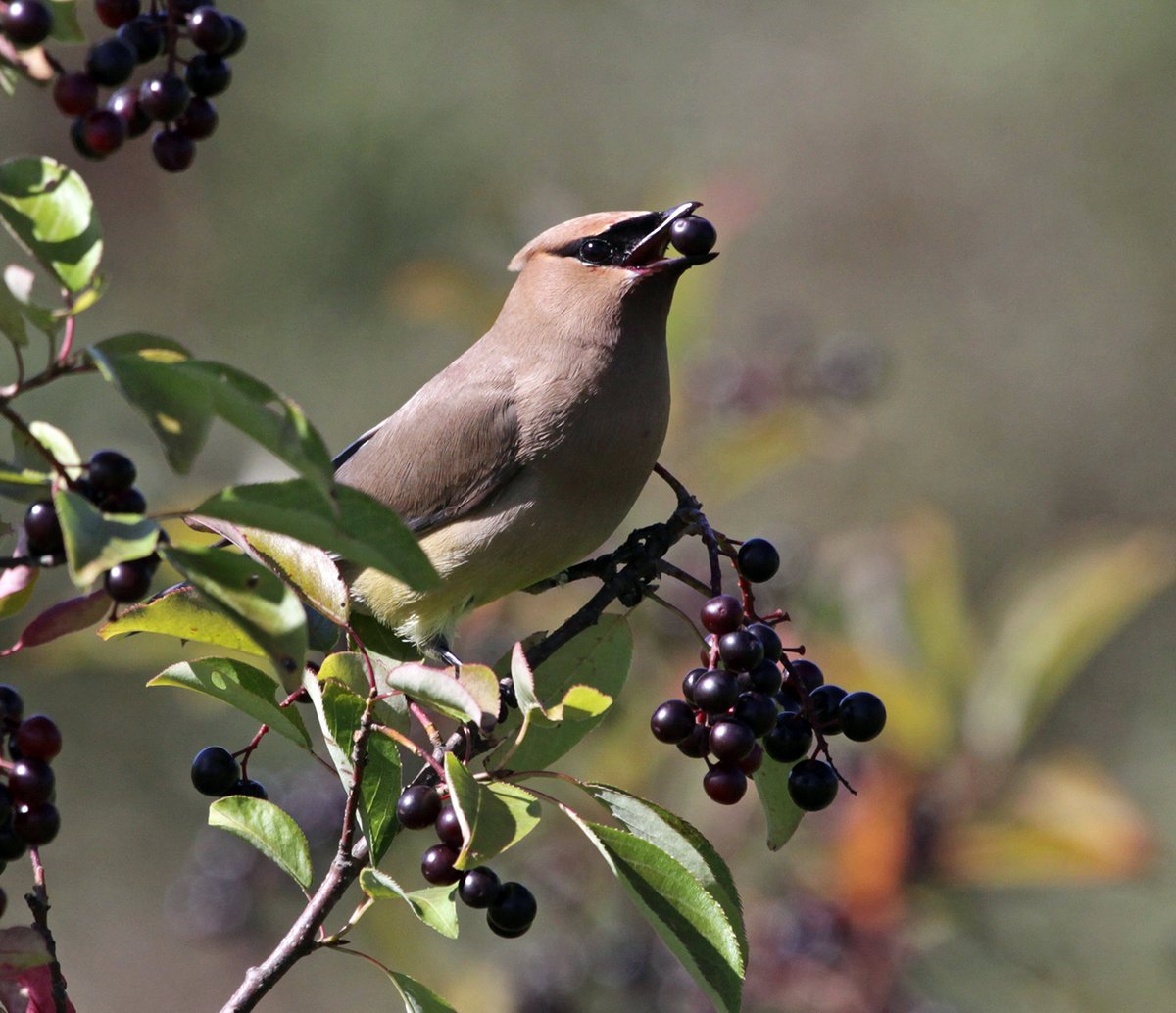 grandriverca's tweet photo. You can increase biodiversity at home! Backyards are an especially important habitat because this is where Grand River watershed residents can make a real difference. 
Here are some simple tips: https://t.co/Y6ja4Oz3wn #BiodiversityMatters #WildlifeWednesday https://t.co/noeIPlheoc