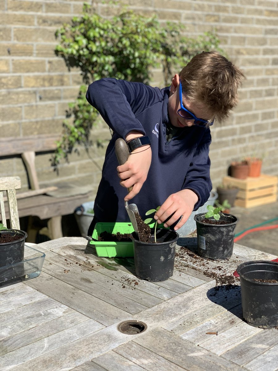 emmapatchettuk's tweet image. Henry transplanting his sunflower 🌻seedlings🌱 #sedberghathome #sciencechallenge @Sedbergh_Prep⁩ ⁦@Cressbrook_Sed⁩