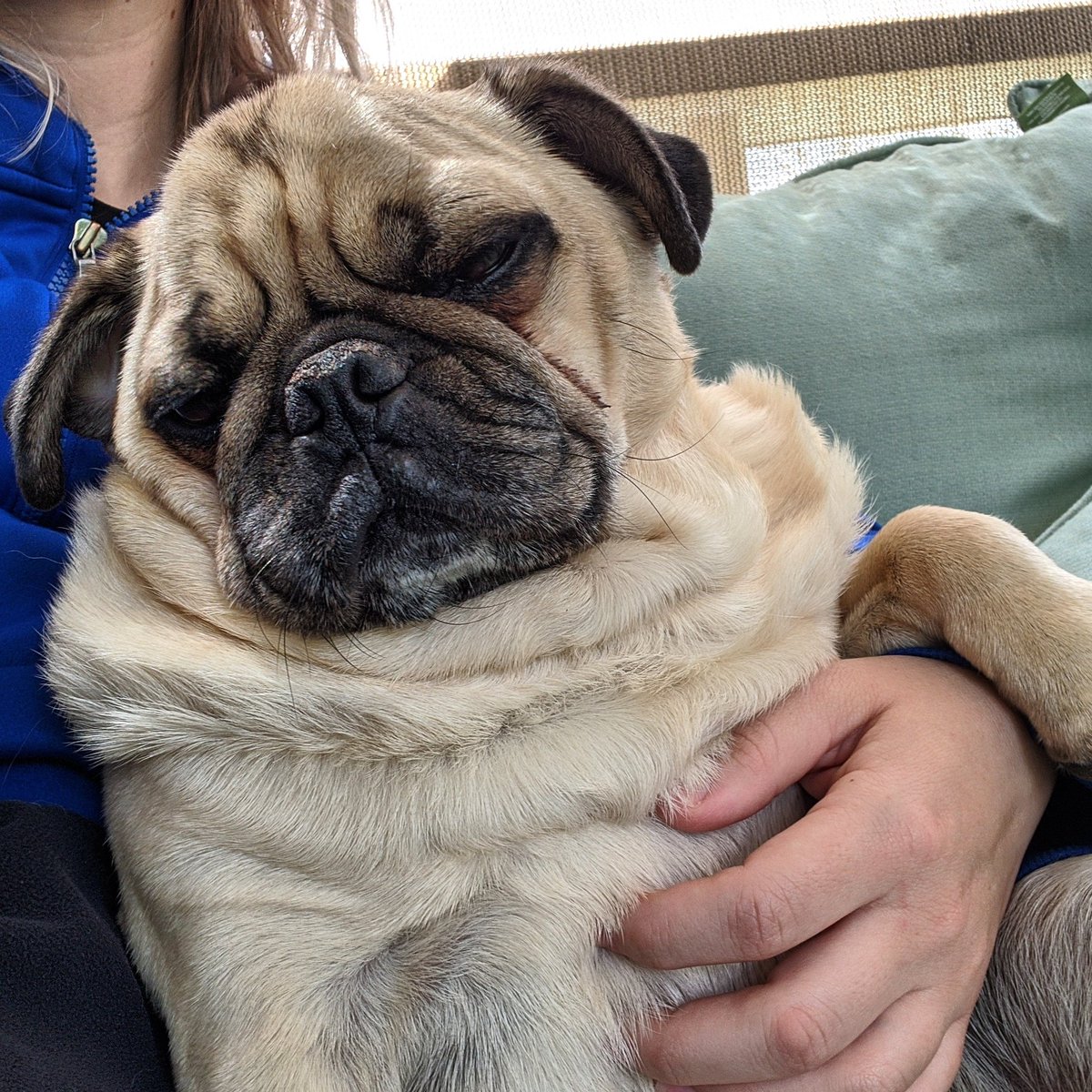 thegrumblypug's tweet photo. #TheGrumblyPug #rva #rvadogs #dogsofrva #cutedogs #pug #pugs #pugsrequest #pugsofinstagram #pugsarethebest #puglove #dogs #puglife https://t.co/ZjLQEZOQmH