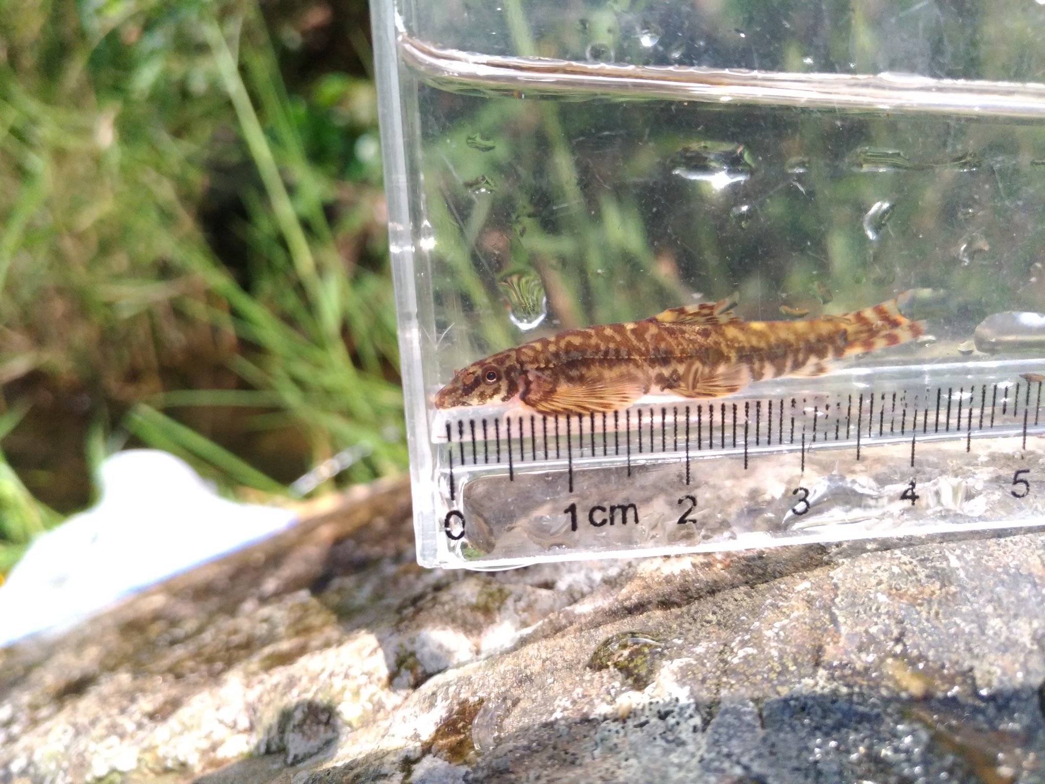 けんご 闘魚庵 香港リザードフィッシュ Liniparhomaloptera Disparis 美しい模様とスレンダーな体型が素晴らしい香港のリザードフィッシュ これが採れたときは本当に感動しました コロナと香港の情勢が落ちついたらまた会いに行きたい T Co