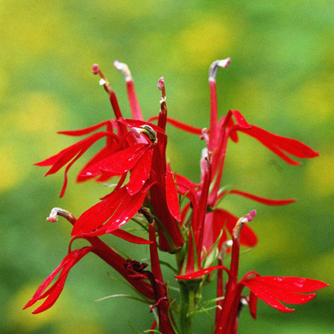 scnjrmg's tweet photo. Today we are highlighting the Cardinal Flower! 

To find out more about this beautiful flower:
https://t.co/TOLqrqATfU 

#rmg #rutgers #plants 
#nature #instagarden #growsomethinggreen #green #gardens #gardening #community #planting #home #landscaping #flowers #flower https://t.co/ZCxiBNUkvD