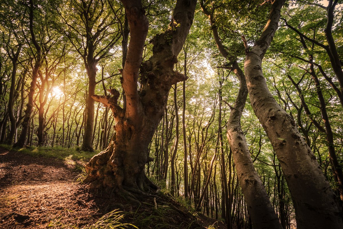 VisitGermanyUK's tweet photo. Today we would love to know if you have a favourite German word? Is it Wunderbar, Gemütlichkeit or Wanderlust. Or, there is now a new trend, "Waldbaden" which means forest bathing - taking in the scent of trees.

#DiscoverGermanyFromHome #staysafe #traveltomorrow https://t.co/AtzVaD7vkC