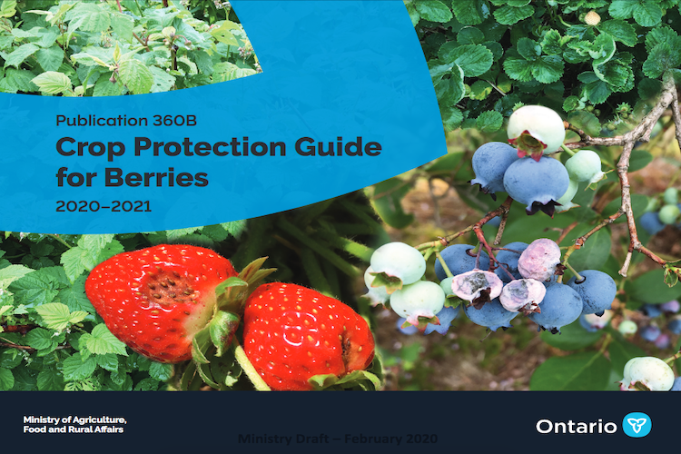 The Grower (@growernews) on Twitter photo Five stand-alone crop protection guides are now available for Ontario growers for apples, berries, grapes, tender fruit and tree nuts. @omafra <a href="/PateErica/">Erica Pate</a> #cropprotection
thegrower.org/news/ontario-c…
Photo: OMAFRA fruit specialist Erica Pate identifies berry diseases and pests Five stand-alone crop protection guides are now available for Ontario growers for apples, berries, grapes, tender fruit and tree nuts. @omafra <a href="/PateErica/">Erica Pate</a> #cropprotection
thegrower.org/news/ontario-c…
Photo: OMAFRA fruit specialist Erica Pate identifies berry diseases and pests