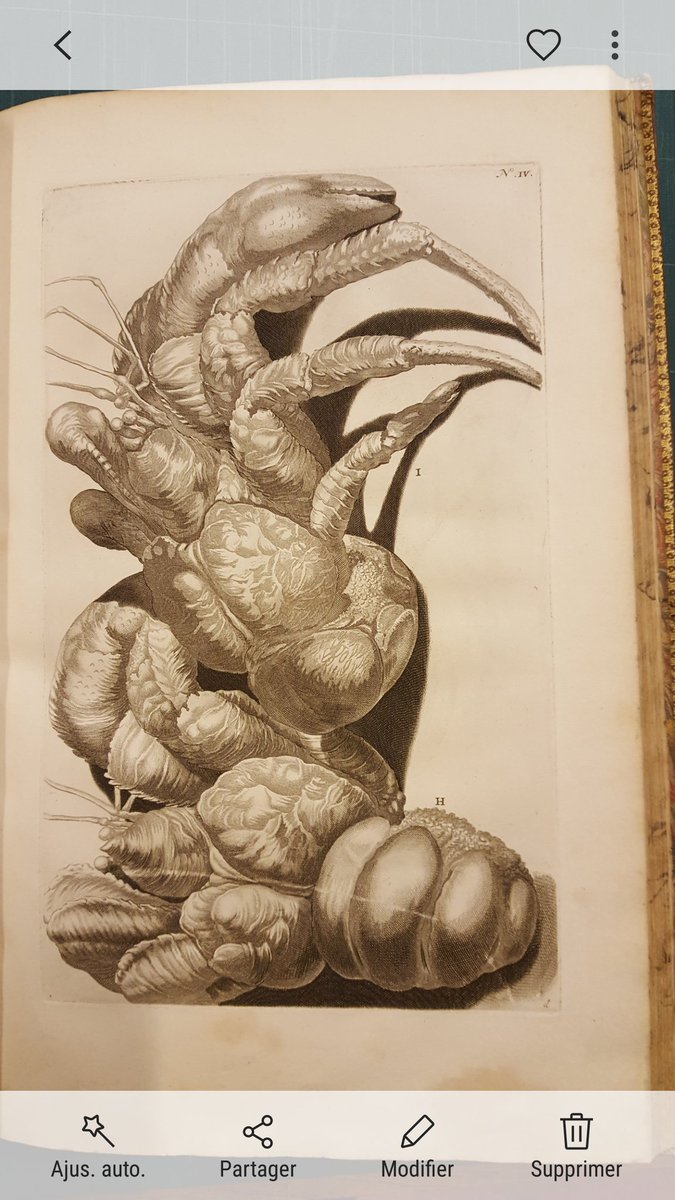 francoismir67's tweet photo. Monstre prรชt ร sortir du Thesaurus imaginum piscium testaceorum de Georg Everhard #Rumph. Le relief de cette planche en fait peut รชtre l'#ObjetLePlusEffrayant #CreepiestObject des collections @bmnpatrimoine
https://t.co/66Z3gRfzQW https://t.co/841wGwnAOq