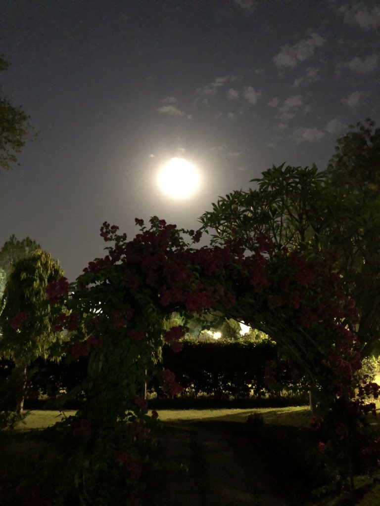 Anneke_Adema's tweet photo. What makes me happy 😊 in #Covid19 times :
to realize that the -almost-#FullMoon 🌕 looks and feels the same all over the world, connecting us to loved ones far away, that we miss ❤️😢 !
#KeepUpTheGoodSpirit
#LookingForwardToBetterTimes
#BePositive https://t.co/ivuTpsTqmv
