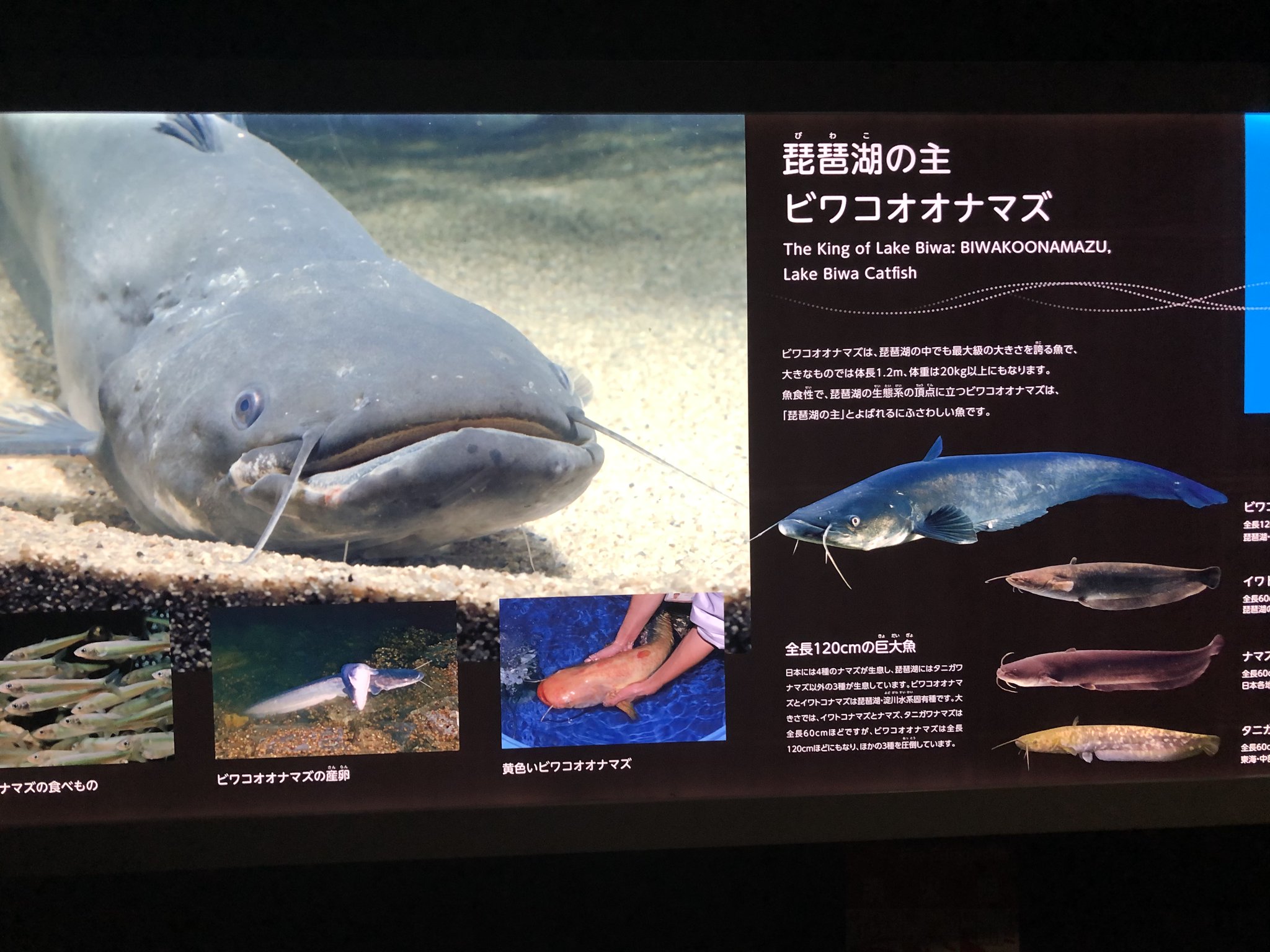 タだお 琵琶湖の一番スゲー奴といったらコイツらしい ビワコオオナマズ 日本のナマズはこれ含めて4種 ナマズ イワトコナマズ タニガワナマズ だが 他のが60cm程度に対して ビワコオオナマズは2倍の120cm すごく 大きいです タだお 琵琶湖の一番スゲー奴といったらコイツらしい ビワコオオナマズ 日本のナマズはこれ含めて4種 ナマズ イワトコナマズ タニガワナマズ だが 他のが60cm程度に対して ビワコオオナマズは2倍の120cm すごく 大きいです