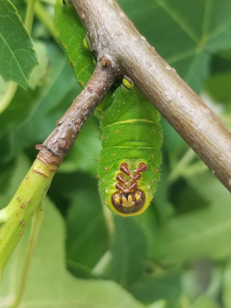 Final grades were released, and I am excited to have graduated from <a href="/UF/">FLORIDA</a>  with honors. Took a few days off to celebrate, and now the challenge of navigating grad school and research opportunities during a pandemic begins. 🐛🎓