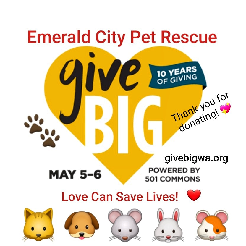 emerald city pet rescue sodo