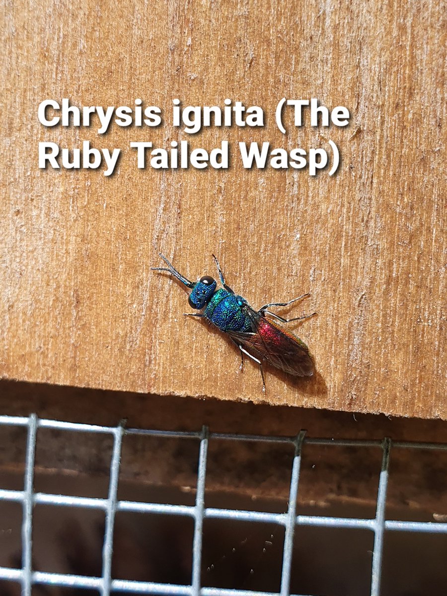 therealalexs66's tweet photo. Today I saw a pair of Sphecodes (unknown app.) Blood Bees mating (it's that time of year!) And got up close and personal with a Ruby Tailed Wasp (Chrysis ignita). Small and colourful seems to be the theme! #GardenWildlife https://t.co/CF3GVQpZ6b