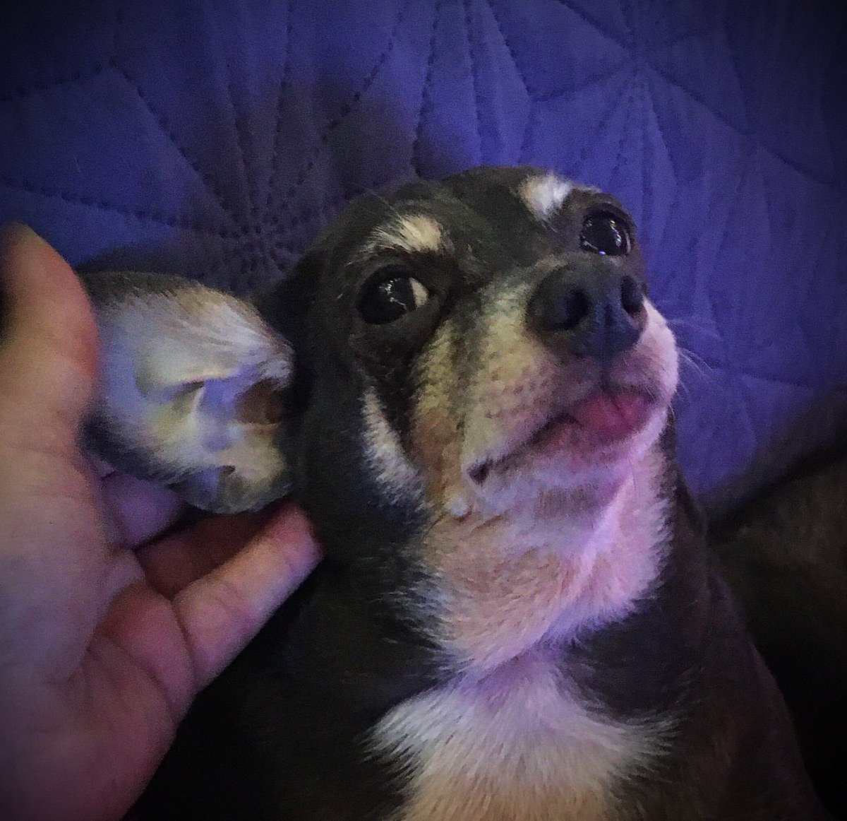 sarahanunn's tweet photo. Shyla says it’s Pet-My-Ears o’clock.
🕜
I say it’s In-The-Middle-Of-The-Night-Lets-Go-Back-To-Sleep o’clock.
🕜
Guess who won this argument?
🙄
#sorrynotsorry #Dogsomnia #SeniorDog #RescueDog #Chihuahua #ChiSquad #DogsofTwittter #EarScritch https://t.co/yWq0UYaDC2