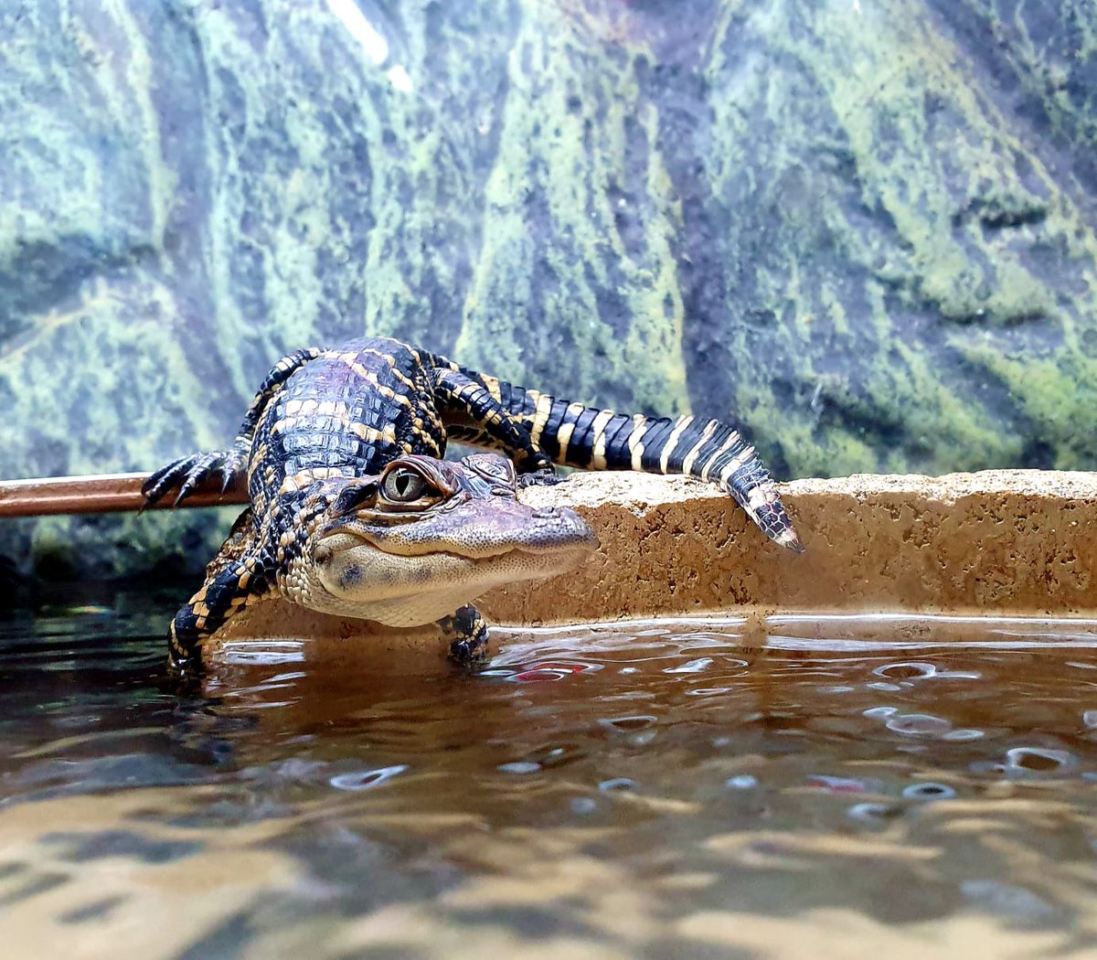 Crocs of the World tweet media