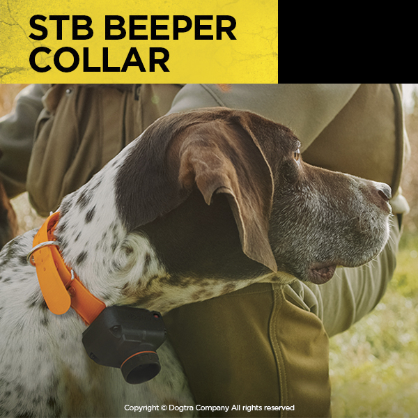 Zinger_Winger's tweet photo. Now available on https://t.co/YtZybDECYh #Dogtra #STBbeepercollar #ZingerWinger https://t.co/9UamxeHQBQ