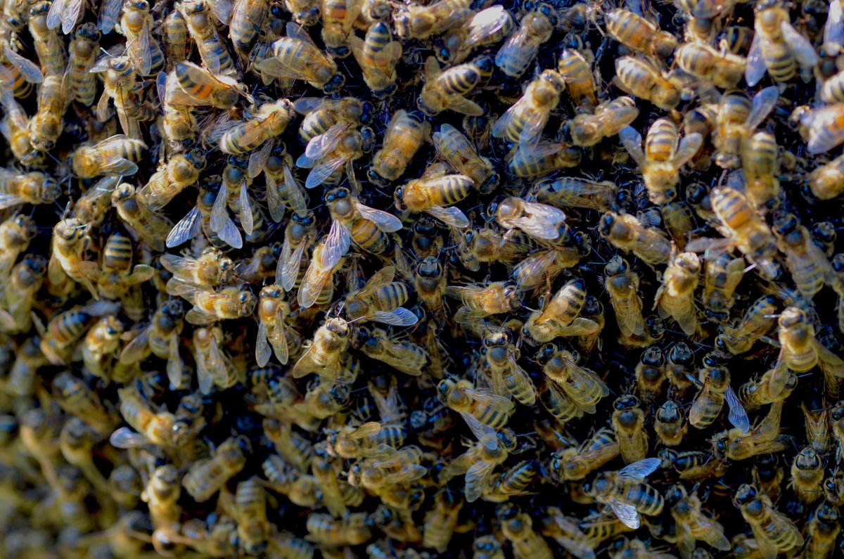 Faced with a field of cows or a swarm of bees, which would you choose? Well you can see I went with the bees this afternoon; but then I like bees and have actual cowphobia. So here's a shot I took ealier #macro #bees #photography #beeswarm