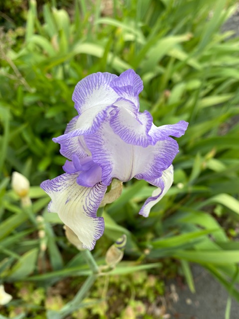 The word Iris means rainbow (from Greek). They come in a variety of colors. These are 3 of the 4 varieties I have in my garden. Share your own garden irises here. <a href="/SomervilleHSNJ/">Somerville High School</a> #irisflowers