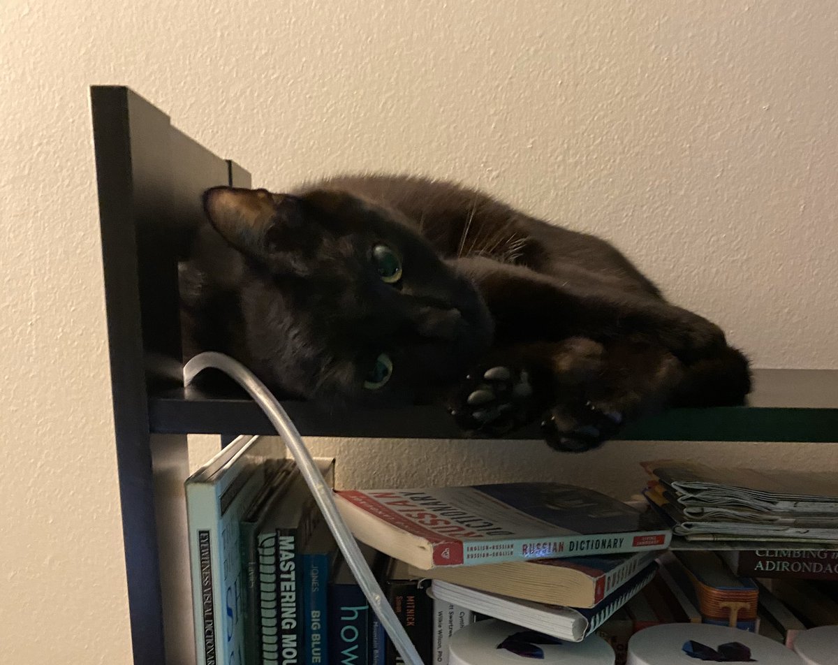 wisperii's tweet photo. This is what hovers atop my bookshelves above me as I stream. Prowling and cuddling her own toe beans.
#thetailsofcypher #gothkitten #gamercat https://t.co/9SVPB50GLQ