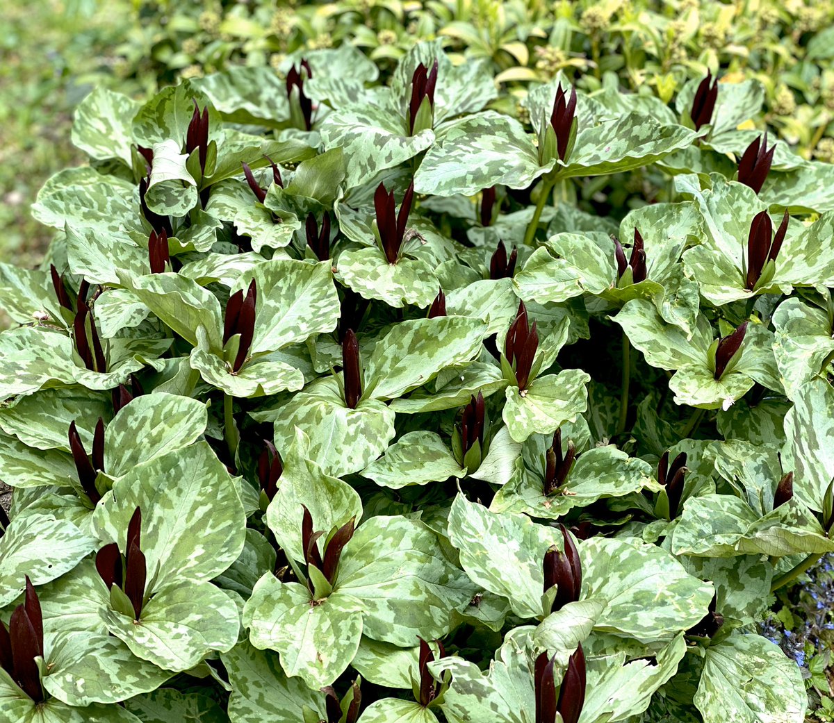 A trillium, and I think its wine-dark flowers and variegated leaves are drop dead chic.