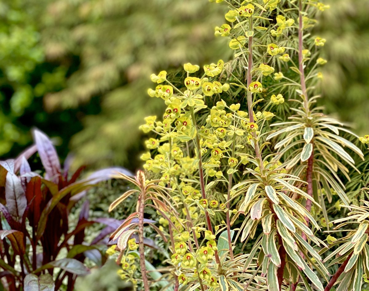 Euphorbia ascot rainbow in bloom. I’m always weak in the knees for chartreuse flowers, but I like this plant even better in the fall, after the blooms are gone, and the foliage reddens.