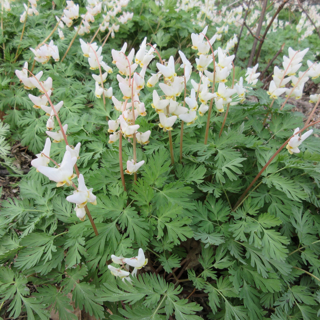 PointPeleeNP's tweet photo. Dutchmanโs Breeches is a #springephemeral! It is one of the first to bloom and quick to fade as the canopy fills. #DYK this enchanting plant is dependent primarily on long-tongued pollinators like honeybees and bumble bees? #stayhome #BackyardXplorers https://t.co/agcwTwjnWn