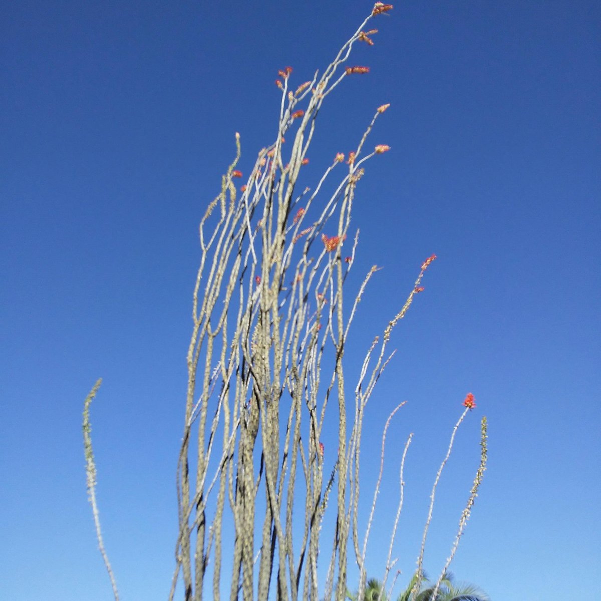 AZStateMuseum's tweet photo. The #sonorandesert is in bloom!
Coiled tray with blooming ocotillos
Attributed to Katherine Nish, Akimel O'odham, c. 1920
Gila River Indian Community, AZ
Cattail, willow, devil's claw
Frank Pinkley Collection, gift of Nancy Pinkley Whiting, 1940
19x3.3cm
(E-306)
#nativebasketry https://t.co/nWu2fbj7wF