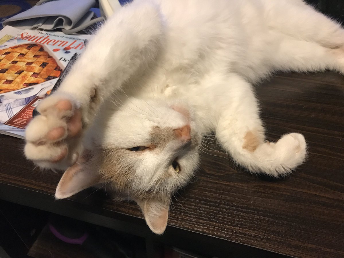 AlicePegg's tweet photo. @Allison_Tolman This my babee Kip. https://t.co/2jWMjaadUB
