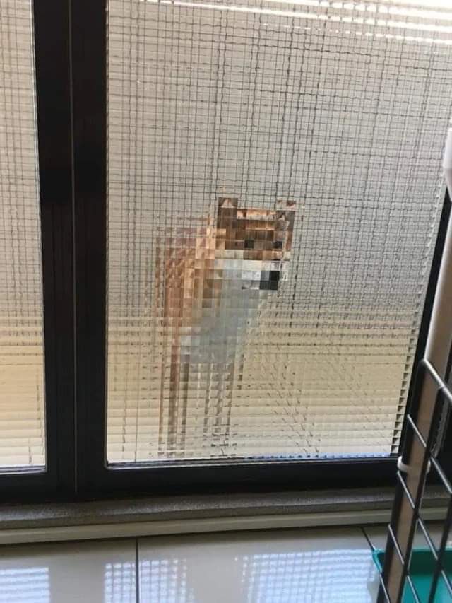 elon musk and grimes be like “X Æ A-12 we got u a dog”