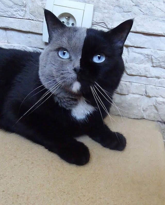 yoga_and_more's tweet photo. a beauty 🌹 ❤️ 😻 🍀 ☄️ ❤️ https://t.co/0r2kLXOq5i