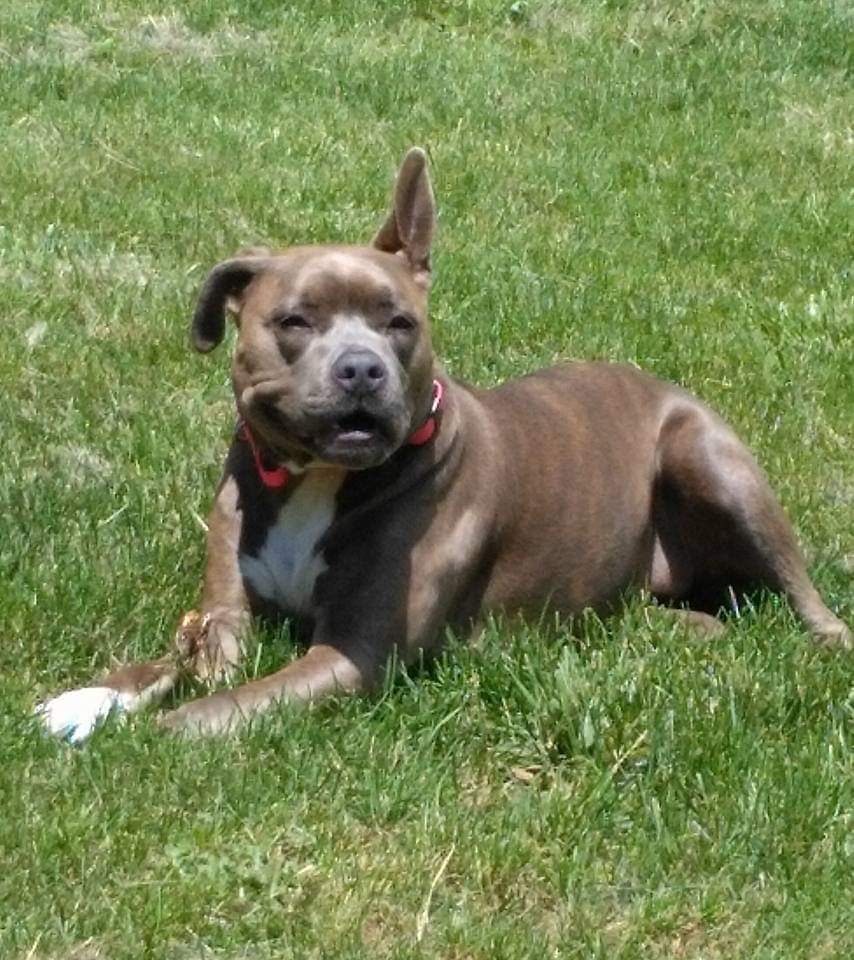 RoxythePtsddog's tweet photo. Another beautiful day!! Enjoying these warmer temperatures!🌞🐕‍🦺💜 #roxytheptsdservicedog #heroservicedog #servicedogoftheyear https://t.co/QxeVtZZsEa