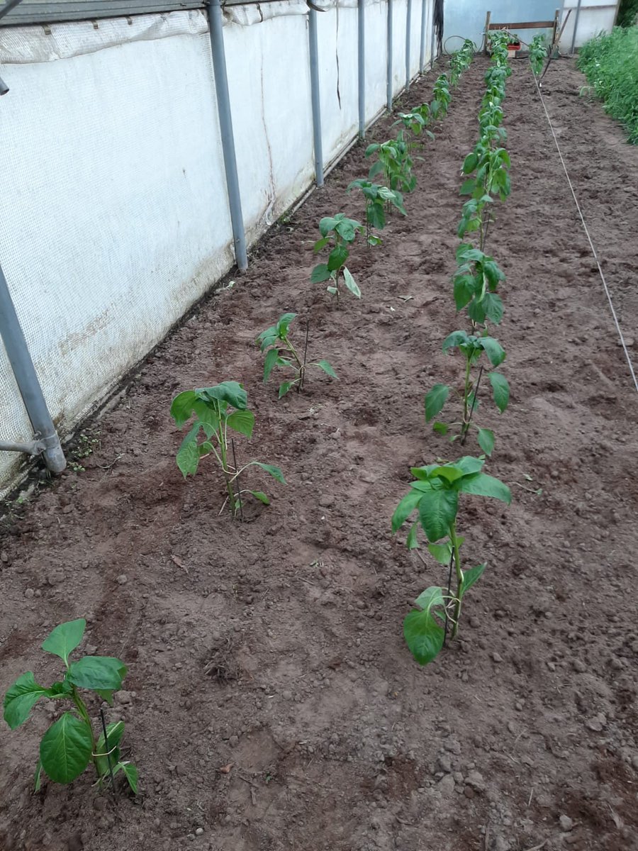 Hier ziet u de geplante komkommer en tomatenplanten. De ervaring is dat ze prachtig snel groeien. We houden de voortgang voor u op de hoogte.  #tuinieren #bio <a href="/Dimence/">Dimence</a> <a href="/DimenceGroep/">DimenceGroep</a>