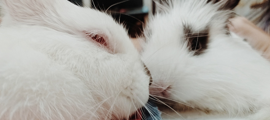 FriendsArthur's tweet photo. There is a 4 month age difference between Panda and Venus but that didn't stop them from being sisters.  #angorabunny #angorarabbit #bunny #bunnygirl #bunnylife #bunnyoftheday #petbunny #petrabbit #rabbit #rabbitgirl #rabbitlife #rabbitoftheday #russiandwa https://t.co/GSbI41xWrd https://t.co/e5gRmuQjyI