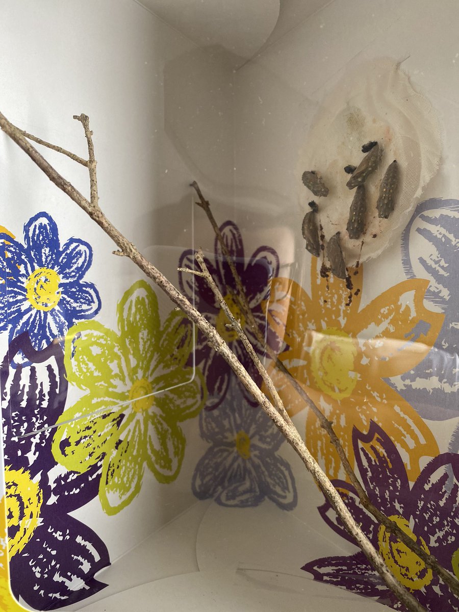 LenoxErin's tweet photo. We have butterflies!!! 🤗 #SudduthAtHome #StarkvilleSpark https://t.co/w9MSN1hG7y