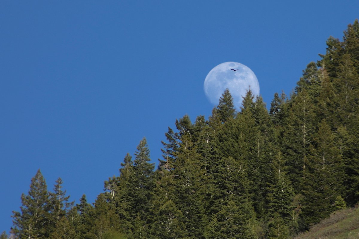 NASASolarSystem's tweet photo. Hey stargazers,
 
🌕 Watch for the nearly full Moon tonight: https://t.co/nGPFTsJrbP

🌌 and check out our monthly skywatching video to take a tour deep into the sky: https://t.co/XZ1legBvZ0 https://t.co/b0qKsNsOp6