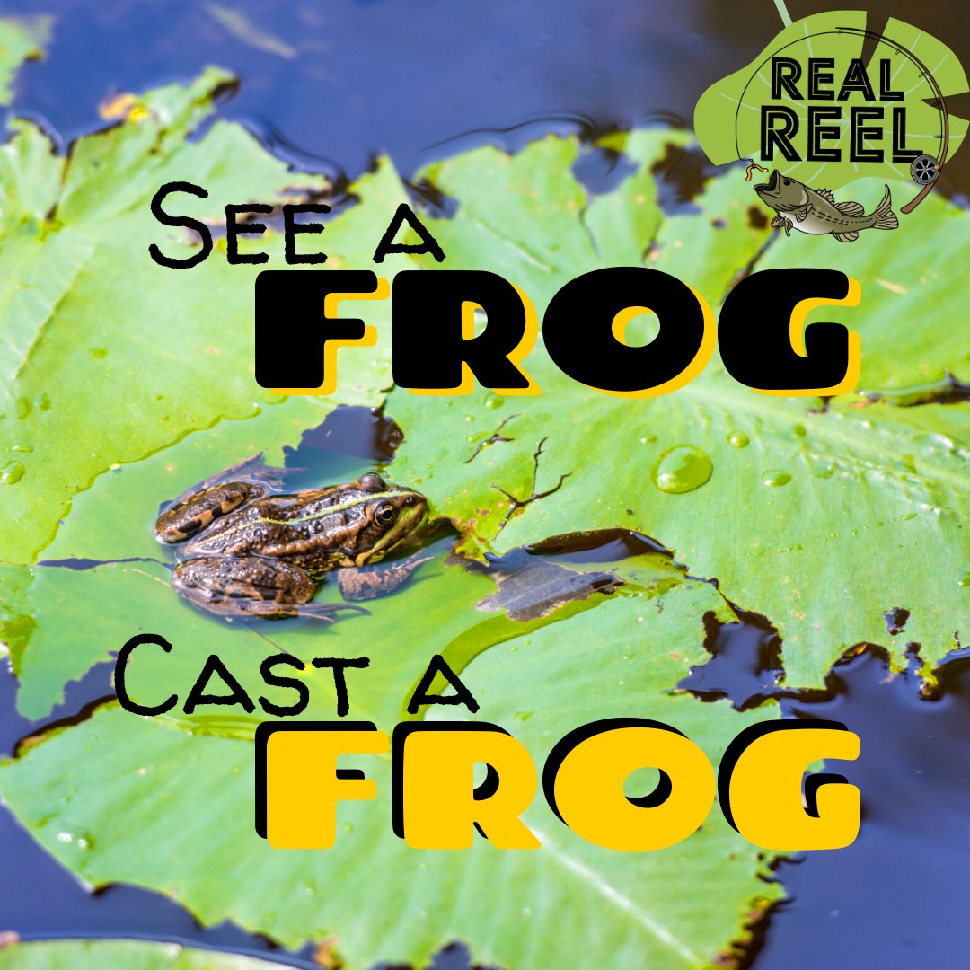 RealReelCo's tweet photo. If you are seeing frogs where you fish then the bass are eating frogs. Casting a frog mimics their natural prey and can help you stay free of weeds as you retrieve through lily pads.🐸

#bassfishing #fishinglife #Fishingtips https://t.co/xpeUQsq5Wr