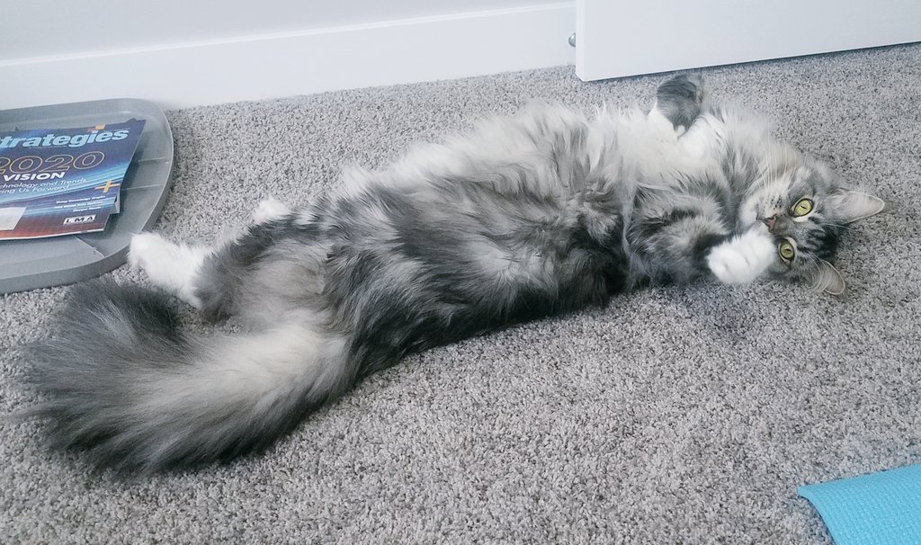MaineCoonCatsOH's tweet photo. @KevinScampi I like how Dad has a vape like our Mum. #CatParents #Carenting https://t.co/OVEuVzIcCH