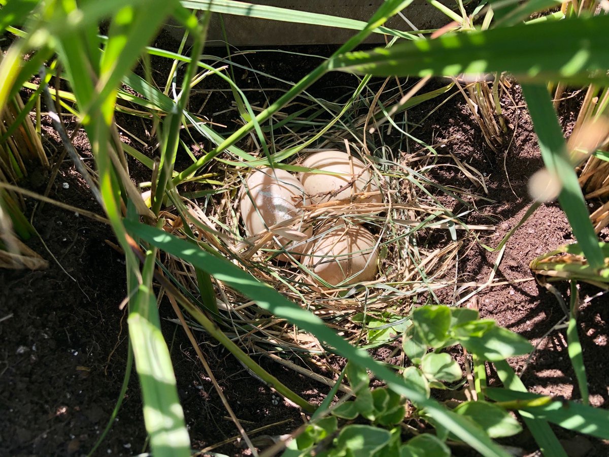JamesMastaler's tweet photo. Mama duck came back this morning and added a third egg to her nest while her partner relaxed with his buddy on the roof next door #CityGarden @storyforager https://t.co/GDh82Wh8LH