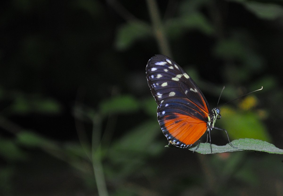 PoeRecruitment's tweet photo. @PoeMagnetES Our second graders are on Day #3 of studying the lifecycle of a butterfly.  Log into Poe’s Remote Learning Site to complete your activities for the week!  #GrowatPoe https://t.co/iycht8iDaR