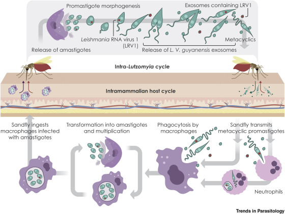 TrendsParasitol's tweet photo. Check out our Parasite & Vector of the Month collection at https://t.co/Uzo88NXwE2
10. Leishmania Viannia guyanensis https://t.co/oSWnWLq2zW @mcgillu @Umontreal #Cutaneous #Mucocutaneous #Leishmaniasis #ParasiteOfTheMonth #VectorOfTheMonth
Which parasite do you want to see next? https://t.co/YL9mv540LA
