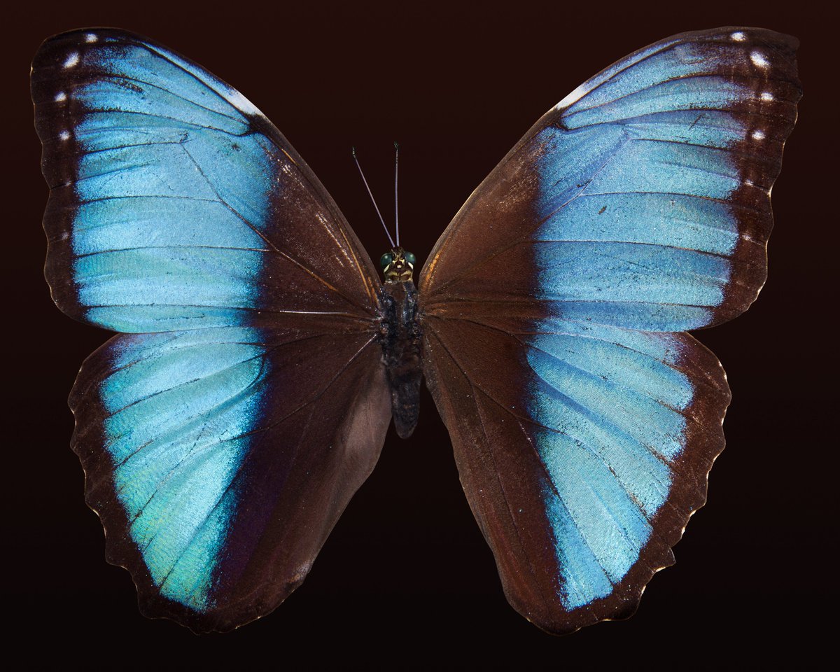 PoeRecruitment's tweet photo. @PoeMagnetES Our second graders are on Day #3 of studying the lifecycle of a butterfly.  Log into Poe’s Remote Learning Site to complete your activities for the week!  #GrowatPoe https://t.co/iycht8iDaR